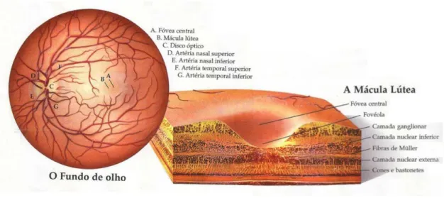 Figura 1.3: Esquema do fundo ocular e detalhe da região da mácula lútea (adaptado de (Laboratório de  Espectrofotometria e Ensino de Óptica – LEFEO 2013))