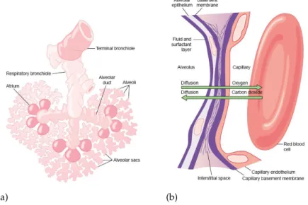 Figura 2.1: a) Alvéolo - unidade respiratória. b) Estrutura da membrana respiratória alveolar, em corte seccional