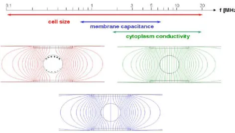 Figura 2.17: Propriedades das diferentes gamas de frequências aplicadas a uma célula (adaptado de Kim e Ligler, 2010).