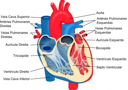 Figura 2.1: Anatomia do Coração – adaptado de [2]