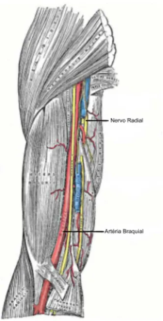 Figura 2.3: Artéria braquial – na figura é observável a artéria braquial, artéria onde é medida a pressão arterial – imagem adaptada de [3]