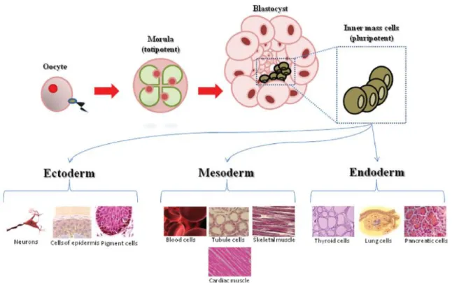 Figure 1.8  –  Hierarchy of stem cells. Adapted from [95]. 