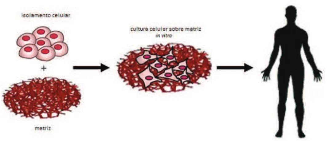 Figura 1.2: Abordagem da ET pela utilização de matrizes celularizadas para fins terapêuticos;