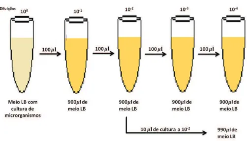 Figura 2.6: Esquematização das diluições efectuadas a partir da cultura não diluída (D =10 0 ) (deste trabalho).
