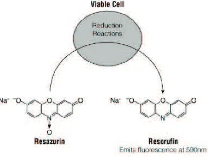 Figura 2.11: Redução do composto resazurina para resafurina para testar a viabilidade celular.