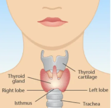 Figura I.4  –  A glândula tiroideia e a sua  localização anatómica (adaptado de  www.abc.net.au/health/library/stories/2005/06 /16/1831822.htm ) 