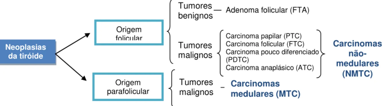 Figura I.5  –  Classificação dos tumores da glândula tiróideia (adaptado de Muro-Cacho e Ku, 2000a) Adenoma folicular (FTA) 