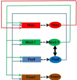 Figura  I.8  -  Diagrama  esquemático  da  interacção  entre os factores de transcrição HHEX, NKX2-1, PAX8  e  FOXE1