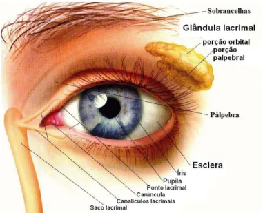 Figura 1.1- Anatomia da superficie do olho