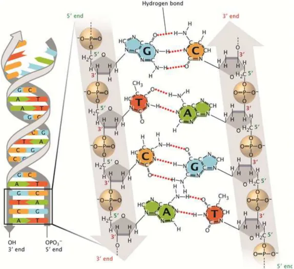Figure 1.3: Chemical structure of DNA.The sugar-phosphate backbone of the double- double-stranded DNA is shown as two grey lines arranged in an anti-parallel manner that twist to form a double helix