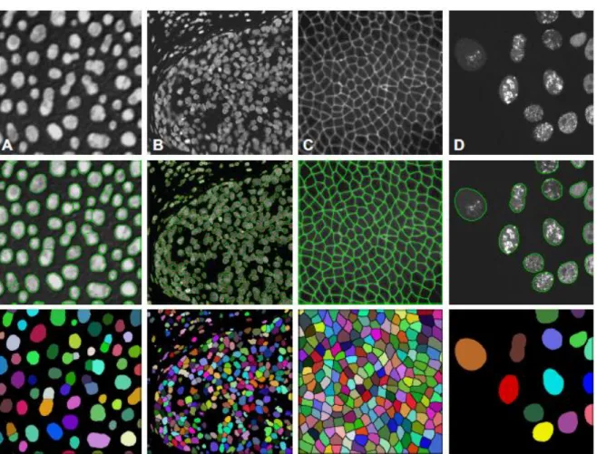 Figura 1.2: Exemplos de segmentações de imagens de células.  Nas três linhas que compõe a pre- pre-sente figura são destacados, respetivamente, diferentes tipos de imagens de entrada (as quais variam  bas-tante no que diz respeito ao tipo de células que as