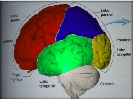 Figura 2.2. Divisão do córtex em lobos (adapt.[13]). 