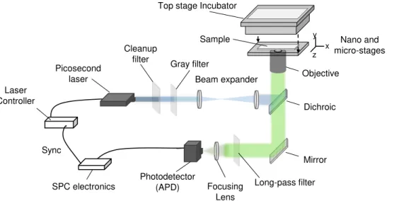 Figure 3.2: Scheme of the custom built FLIM setup used in this thesis. A picosecond laser is expanded and guided to an inverted microscope equipped with a high NA objective and an APD in confocal geometry