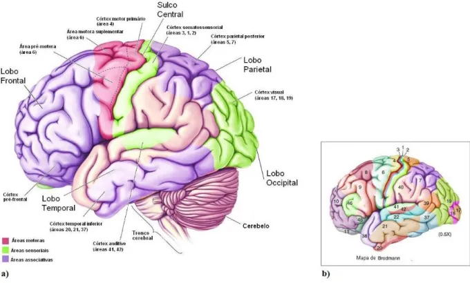 Figura 2.1: Córtex cerebral humano. a) Divisões anatomico-funcionais; b) mapa citoarquitetónico de Brodmann  (adaptado de Bear et al., 2008)