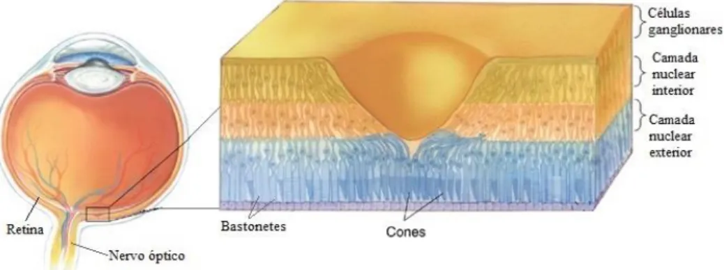 Figura 2.2: O olho e a representação das camadas de neurónios fotorreceptores da retina, ao nível da fóvea