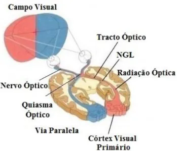 Figura 2.3 Hemicampos visuais esquerdo e direito. As células ganglionares em ambas as retinas que respondem  a  estímulos  visuais  no  hemicampo  esquerdo  project.am  axónios  no  tracto  óptico  direito  e  vice-versa