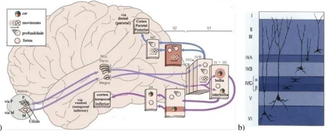 Figura 2.4: a) Esquema ilustrativo de funções mediadas pelas vias de transmissão paralelas, que conectam os  centros  de  processamento  cortical  (via  magnocelular,  via  parvocelular,  via  dorsal  e  via  ventral);  Os  ícones  representam os atributos