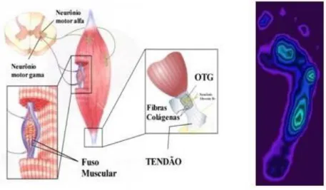 Figura 2.6. Unidades do sistema sensorial somático e distribuição do centro de pressão na sola dos pés