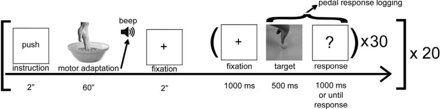 Figure 2. Timeline of the experimental protocol.