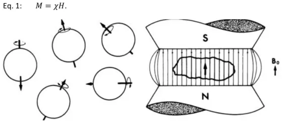 Figura 1.3-1. Spins dos protões antes e depois da aplicação do campo magnético B0, mostrando o seu alinhamento com o  campo