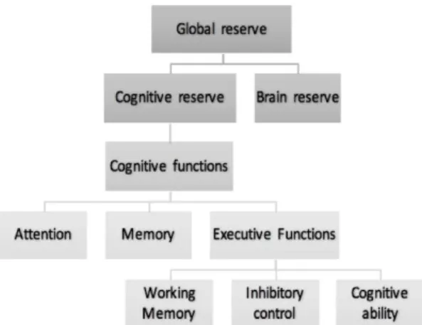 Figure 1.4: Diagram explaining the relation between cognitive and neural reserve