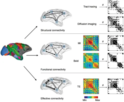 Figure 1.1: Structural, functional, and effective brain connectivity. The image on the left displays a rendering of the parcelated macaque cortical surface, the middle column of plots shows schematic