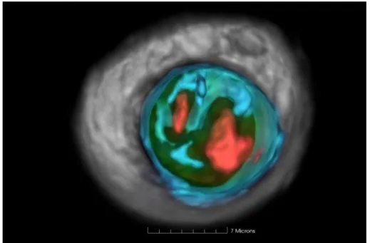 Figure 1.1 - 3D image of a cancer cell generated by the cell CT. Artificial color was added to the  nucleus and its components