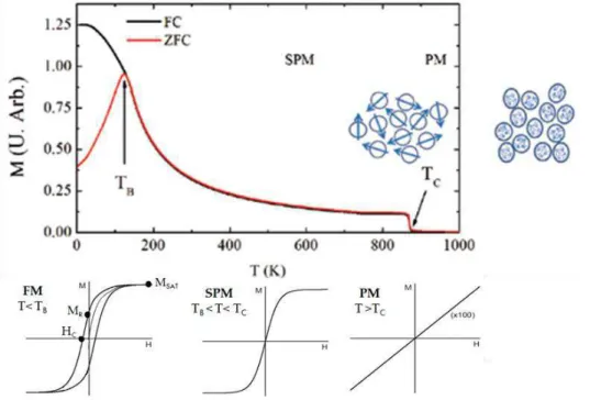 Figura 2.4: Magnetização (ZFC/FC) em função da temperatura de um conjunto de nanopartículas mag- mag-néticas