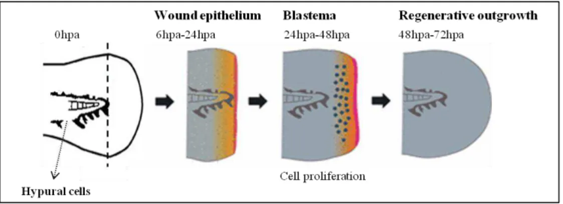 Figure 1.1 – Schematic representation of the zebrafish larvae fin fold regeneration process