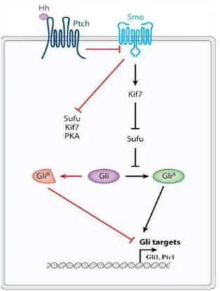 Figure  1.2  –   The  main  components  of  the  Hedgehog  signaling  pathway.  Smo  is  the  key  signal  transducer  of  the  Hh  pathway