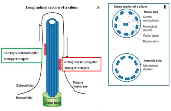 Figure 1.3 – Schematic representation of the cilia structure and microtubule arrangement