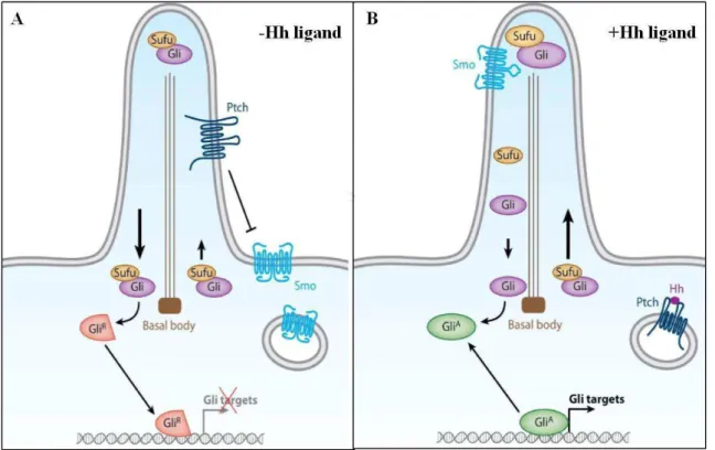 Figure 1.4  –  The vertebrates Hedgehog signaling pathway. (A) In the absence of Hh ligand, Patched localizes in the cilia  and represses Smoothened (Smo) activity by preventing its trafficking and localization to the primary cilium