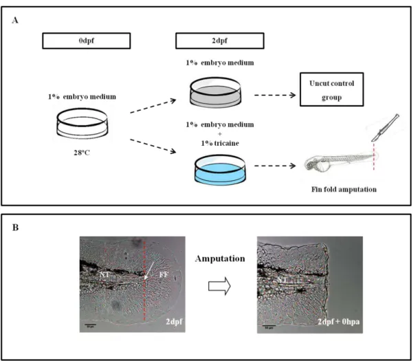 Figure 2.1  –  Methodology adopted to study the process of zebrafish larvae fin fold regeneration
