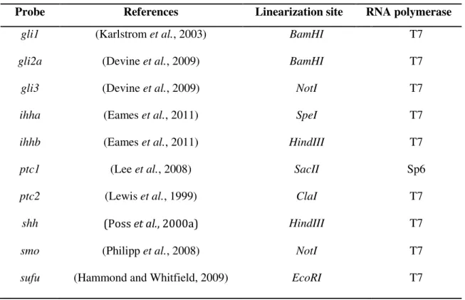 Table 2.1 - Constructs used as DNA templates for mRNA probe synthesis. 