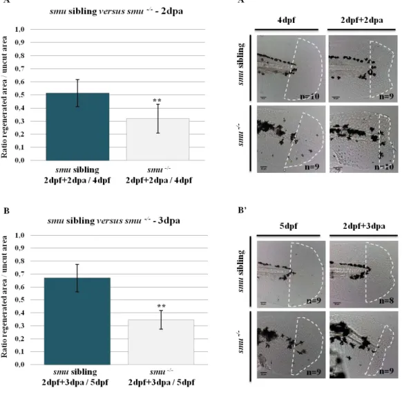 Figure 3.4 – Zebrafish smu mutant larvae are not able to recover their fin fold upon an amputation