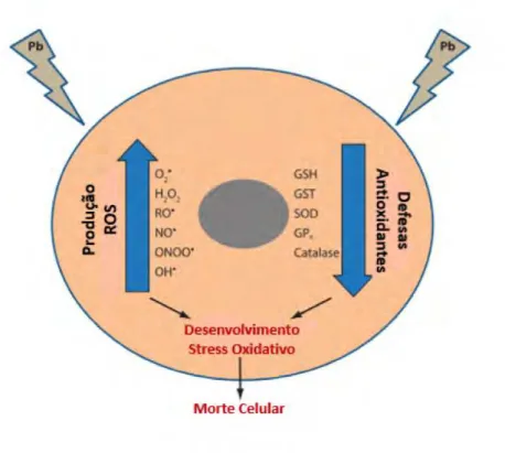 Figura 2.2: Esquema do mecanismo de desenvolvimento de stress oxidativo através de exposição ao chumbo[31]