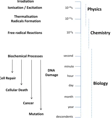 Figure 1.1: Chronological schematic of radiation effects on living beings.