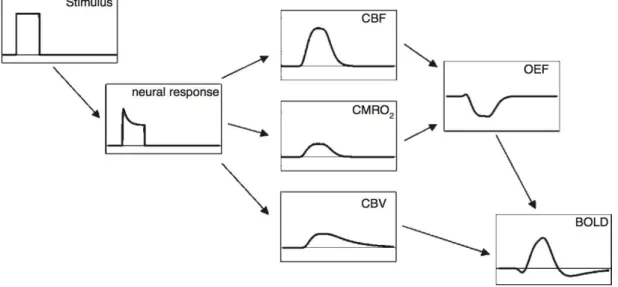 Figura 2.6: Esquema simplificado da criação de um sinal BOLD. Um estímulo provoca uma res- res-posta  neuronal,  que  por  sua  vez  faz  aumentar  drasticamente  o  CBF,  ligeiramente  o  CMR 