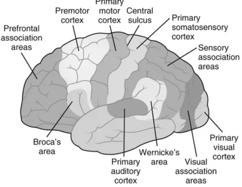 Figure 2.1: Classic anatomic sites for functional brain areas [41].