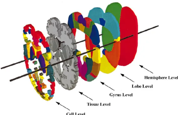 Figure 2.4 – Illustration of the five segmentation levels that were taken into account in  the current study (14) 