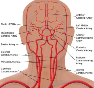 Figure 2.5 – Illustration of the arterial circulation of the brain (adapted from (10))   To conclude this system, there are also two other main arteries that need reference: the  Anterior Cerebral Artery (ACA) and the Middle Cerebral Artery (MCA)