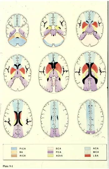 Figure 2.6 – Representation Dr. Savoiardo) 