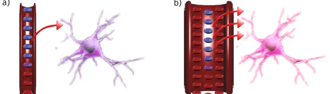 Figure  3.6  –  Hemodynamic  changes  in  neuronal  activity.  a)  Rest  b)  Activation  –  Red  circles represent oxyhemoglobin and its increase is well seen