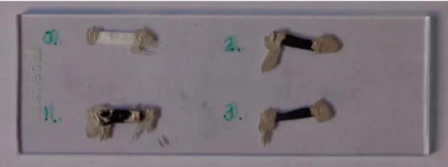 Figure 2.3 – Optical camera image of an example preparation with different functional- functional-ized CA membranes, (PANI/CA, PPy/CA and PEDOT/CA), which were cut and immobilfunctional-ized 