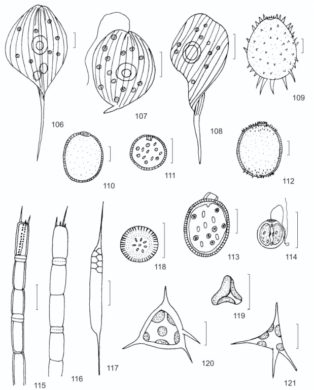 Fig. 119 — Goniochloris mutica. Fig. 120 — Tetraedriella spinigera. Fig. 121 — Tetraplektron tribulus