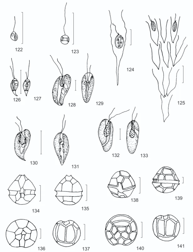Fig. 122 — Chromulina cf. microplankton. Fig. 123 — Chrysococcus punctiformis. Fig. 124 — Dinobryon elegantissimum.