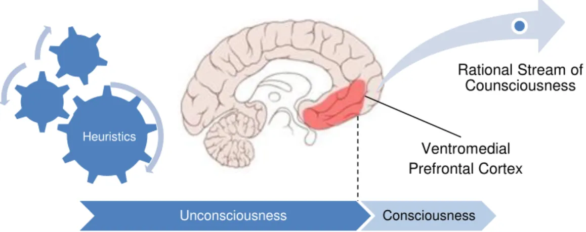 Figure 2.8 Split of unconscious and unconscious stream in the VM cortex.