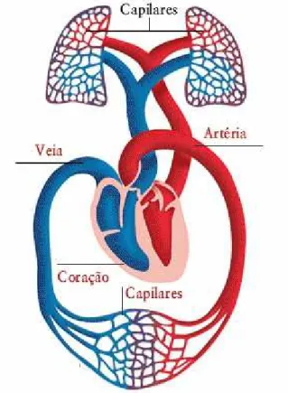 Figura 3.3 – Ciclo Cardíaco. 