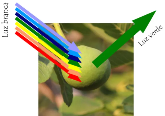 Figura  21:  Todas  as  outras  cores  são  absorvidas pela fruta, apenas o verde é refletido