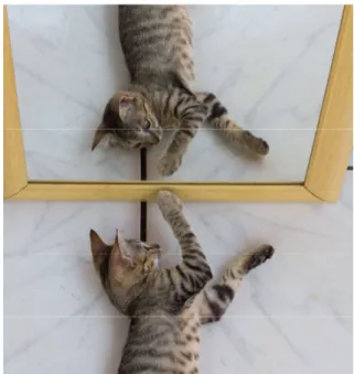 Figura 31: A distância entre o gato e o espelho é  igual a distância entre sua imagem e espelho